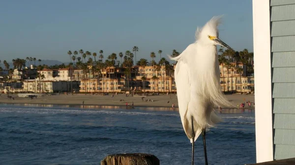 Aigrette blanche enneigée sur les garde-corps des jetées, Californie États-Unis. Plage océanique, vagues d'eau de mer. Oiseau héron côtier — Photo