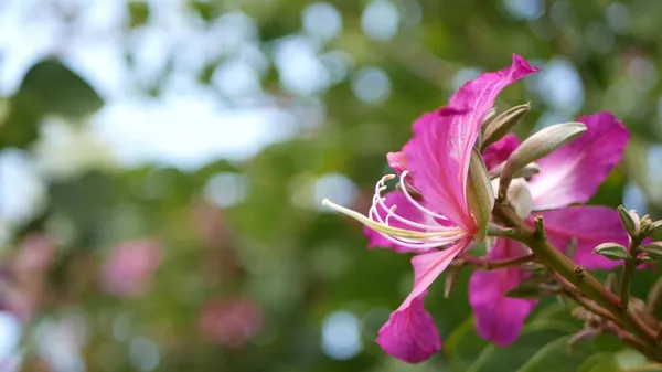 Purple bauhinia orchid tree flowom, California USA. Фіолетовий екзотичний тропічний цвіт, лісова атмосфера м'якого фокусу. Яскраві темно-пурпурові натуральні квіткові делікатні пелюстки. — стокове фото