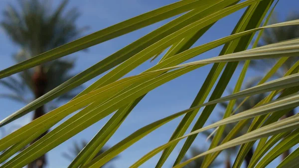 Palmeras en Los Ángeles, California, EE.UU. Estética veraniega de Santa Mónica y Venice Beach en el océano Pacífico. Cielo azul claro y palmeras icónicas. Atmósfera de Beverly Hills en Hollywood. LA vibraciones — Foto de Stock