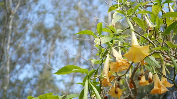 Flores Brugmansia florecen, jardinería en California, EE.UU. Fondo botánico natural de cerca. Flor amarilla en el jardín matutino de primavera, flora fresca de primavera en enfoque suave. Ángeles trompetas planta — Foto de Stock