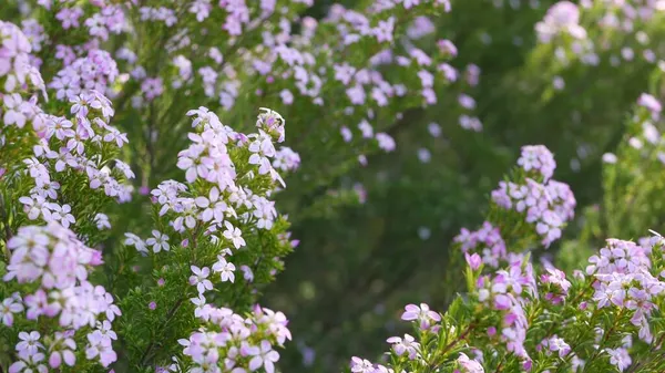 Konfeti çalısı leylak çiçeği, California USA. Coleonema pulchellum, buchu diosma bahar çiçeği. Evde bahçıvanlık, Amerikan dekoratif ev bitkisi. Bahar çiçekleri doğal botanik atmosferi