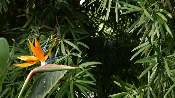 Strelitzia bird of paradise tropical crane flower, California USA. Flor floral vívida exótica naranja, atmósfera de selva amazónica, follaje exuberante natural, planta de interior de moda para la jardinería en el hogar — Foto de Stock