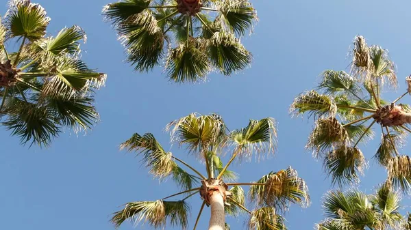 Palms in Los Angeles, California, USA. Summertime aesthetic of Santa Monica and Venice Beach on Pacific ocean. Clear blue sky and iconic palm trees. Atmosphere of Beverly Hills in Hollywood. LA vibes — Stock Photo, Image