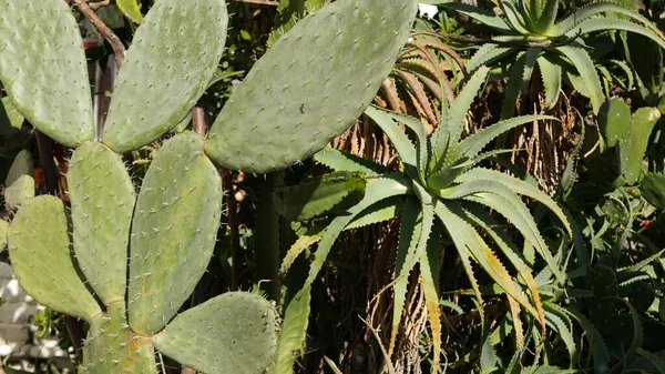 Kaktusowa soczysta roślina, Kalifornia, USA. Pustynna flora, suchy klimat naturalny kwiat, botaniczne zbliżenie tła. Zielona ozdobna niezwykła roślina domowa. Ogrodnictwo w Ameryce, rośnie z aloesu i agawy — Zdjęcie stockowe