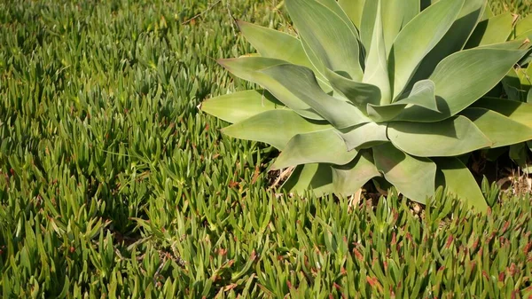 Agave leaves, soczyste ogrodnictwo w Kalifornii, USA. Projektowanie ogrodów, yucca, wieku roślin lub aloesu. Naturalne botaniczne ozdobne meksykańskie rośliny domowe, pustynny suchy klimat dekoracyjna florystyka — Zdjęcie stockowe