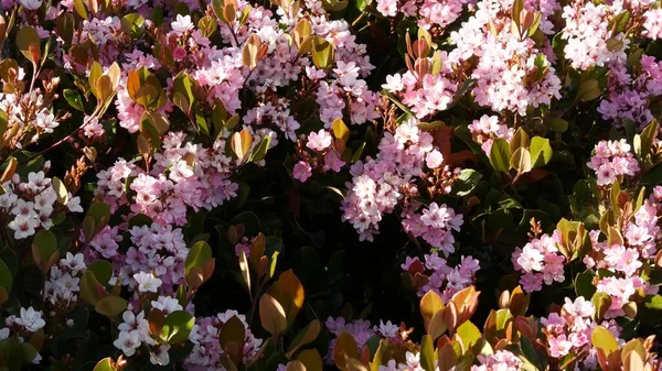 Indian hawthorn pink flower, California USA. Rhaphiolepis springtime fresh bloom, romantic botanical atmosphere, delicate natural blossom. Spring soft color, garden design and decorative floriculture — Stock Photo, Image