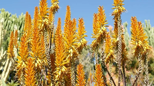 Aloe sulu bitki sarı çiçek, California USA. Çöl bitki örtüsü iklimi doğal botanik yakın plan. Aloe Vera 'nın canlı turuncu çiçeği. Amerika 'da bahçıvanlık, kaktüs ve agave ile yetişir. — Stok fotoğraf