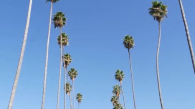 Palms Los Angeles, Kaliforniya, ABD 'de. Pasifik Okyanusu 'ndaki Santa Monica ve Venice Sahili' nin yaz estetiği. Açık mavi gökyüzü ve simgesel palmiye ağaçları. Hollywood 'daki Beverly Hills' in atmosferi. LA titreşimleri