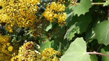 Velvet Groundsel sarı çiçekler, California USA. Roldana Petasitis ilkbahar çiçeği. Evde bahçıvanlık, Amerikan dekoratif ev bitkisi, doğal botanik atmosfer. Canlı bahar çiçekleri.