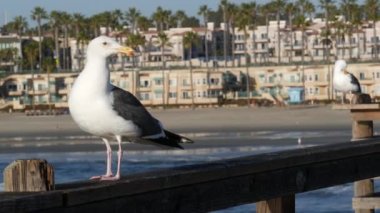 Ahşap iskele parmaklıklarında martı. Kuş Oceanside 'da kapanıyor. Kaliforniya mı? Sahildeki evler.