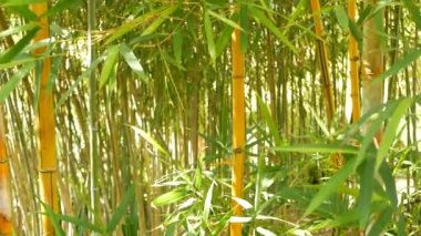 Bambu ormanı, egzotik Asya tropikal atmosferi. Meditasyon yapan feng shui zen bahçesinde yeşil ağaçlar. Sessiz sakin koruluk, çalılıklarda sabah uyumu tazeliği. Japonca ya da Çince doğal doğu estetiği