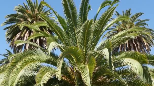 Palms in Los Angeles, California, USA. Summertime aesthetic of Santa Monica and Venice Beach on Pacific ocean. Clear blue sky and iconic palm trees. Atmosphere of Beverly Hills in Hollywood. LA vibes — Stock Video