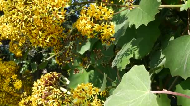 Sammet groundsel gula blommor, Kalifornien USA. Roldanas petasit blommar på våren. Trädgårdsskötsel, amerikansk dekorativ krukväxt, naturlig botanisk atmosfär. Levande vårblomma — Stockvideo