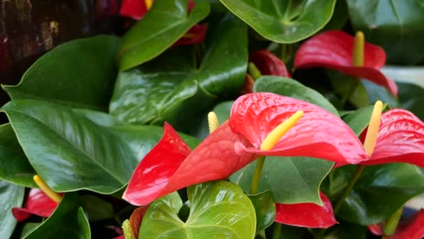 Rode calla lelie bloem, donkergroene bladeren. Elegante kastanjebruine bloesem. Exotische tropische jungle regenwoud, stijlvolle trendy botanische sfeer. Natuurlijk levendig groen, paradijselijke esthetiek. Trommelplant — Stockvideo