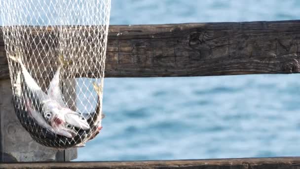盐水悬挂在加利福尼亚美国的码头上.海洋。渔获量，鱼网里鲜活的鱼. — 图库视频影像