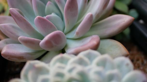 Sappige planten collectie, tuinieren in Californië, Verenigde Staten. Home garden design, diversiteit van verschillende botanische kippen en kuikens. Gesorteerde mix van decoratieve decoratieve echeveria kamerplanten, sierteelt — Stockvideo