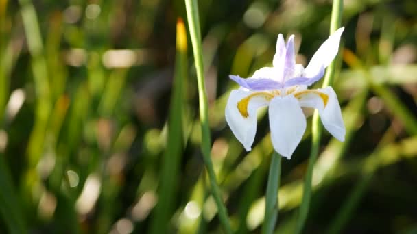 Fioritura di iris bianco, giardinaggio in California, Stati Uniti d'America. Fioritura delicata in giardino di mattina di primavera, gocce di rugiada fresca su petali. flora primaverile a fuoco morbido. Naturale botanico primo piano sfondo — Video Stock