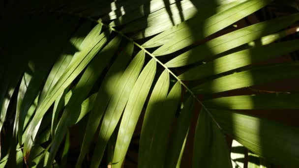 Экзотические джунгли тропическая атмосфера тропических лесов. Пальмовые свежие сочные листья листвы в амазонском лесу или саду. Контраст темных природных зелени пышной листвы. Экосистема Эвергрин. Эстетический фон рая — стоковое видео