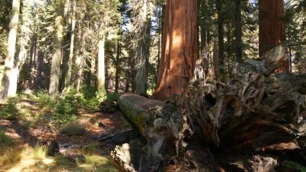 Корни упавшей секвойи, гигантский ствол секвойи в лесу. Выкорчеванные большие хвойные сосны лежат в национальном парке Северной Калифорнии, США. Защита окружающей среды и туризм. Старовозрастные леса — стоковое видео