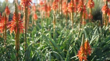 Aloe sulu kırmızı çiçek, California USA. Çöl bitkisi, kurak iklim doğal botanik yakın plan. Aloe Vera 'nın canlı sulu çiçekleri. Amerika 'da bahçıvanlık, kaktüs ve agave ile yetişir.