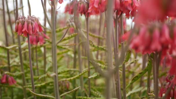 Lucky campanas flor rosa en el jardín, California, EE.UU.. Madre de miles de flores primaverales, pradera romántica atmósfera botánica, delicada flor de planta kalanchoe sombrero mexicano. Salmón coral color primavera — Vídeos de Stock