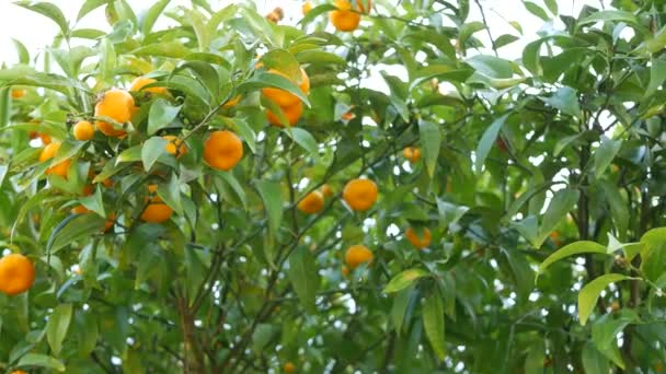 Citrus portocaliu mandarin fruct copac, California Statele Unite ale Americii. Grădina de primăvară, plantația agricolă locală americană, horticultura gospodăriei. Frunzele proaspete suculente, frunzele tropicale exotice, recolta pe ramură — Videoclip de stoc