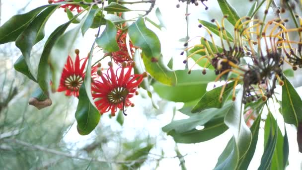 Красные цветы огненного колеса, Калифорния, США. Австралийский белый дуб из говядины, stenocarpus sinuatus необычное оригинальное экзотическое соцветие. Спокойная лесная атмосфера, дизайн тропических лесов — стоковое видео