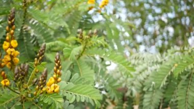 Afrika senna çiçeği, Kaliforniya, ABD 'de bahçıvanlık yapıyor. Doğuştan botanik geçmişi var. Bahar sabahı bahçesinde sarı çiçek, yumuşak odak noktasında taze bahar bitkisi. Şamdan sulu bitki.