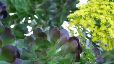 Aeonium arboreum houseleek ağacı sarı çiçek, Kaliforniya, ABD. İrlanda gülü koyu sulu şişkinlik. Evde bahçıvanlık, Amerikan dekoratif ev bitkisi, doğal botanik çöl atmosferi.