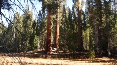 Sequoia Ormanı, Ulusal Park 'taki sekoya ağaçları, Kuzey Kaliforniya, ABD. King 's Canyon yakınlarındaki ormanlıkta. Seyahat ve yürüyüş turizmi. Eşsiz lagre kozalaklı çam ağaçları, kocaman uzun gövdeleri var.