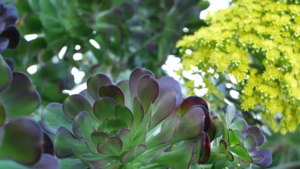 Aeonium arboreum houseleek fa sárga virág, California USA. Ír rózsa sötét zamatos virágzás. Otthon kertészkedés, amerikai dekoratív dísznövény, természetes botanikus sivatagi hangulat — Stock videók