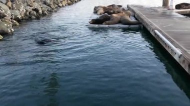 Kaliforniya 'daki rıhtımdaki Sea Lion Rookery' de. Kaliforniya okyanus kıyısı yaban hayatı. Deniz kıyısında vahşi fok..