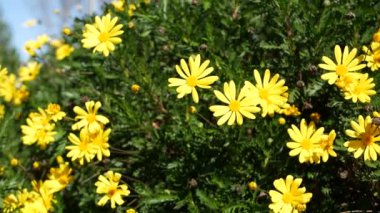 Sarı papatya çiçeği, California, ABD 'de bahçe işleri. Doğuştan botanik geçmişi var. Euryops Pectinatus bahar taze bahçesinde çiçek açar. İlkbahar bitkisi, Asteraceae çalısı yumuşak odak.