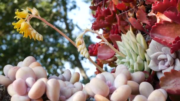 Sulu bitki koleksiyonu, Kaliforniya, ABD 'de bahçıvanlık. Ev bahçesi tasarımı, çeşitli botanik tavuk çeşitliliği ve yavrular. Dekoratif dekoratif ekvator çiçekleri, çiçekçilik karışımı. — Stok video