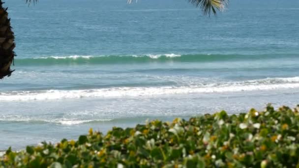 Stilla havets tidvatten, Kaliforniens strand USA. Havsvågor och palmer på solig dag. Sommarsemester. — Stockvideo