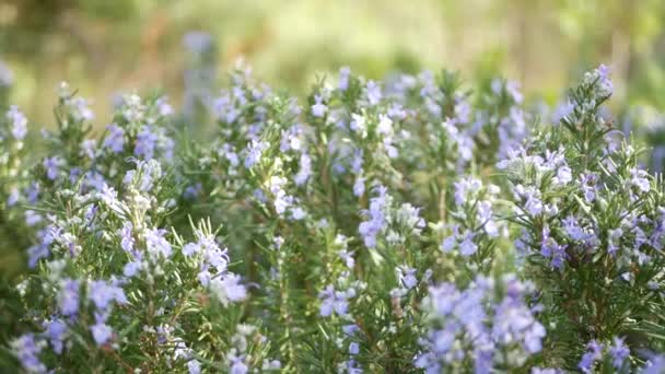 Rosemary salvia zioło w ogrodzie, Kalifornia USA. Wiosenna łąka romantyczna atmosfera, poranny wiatr, delikatna zieleń aromatycznej szałwii. Wiosna świeży ogród lub lea w miękkiej ostrości. Kwiaty kwitną — Wideo stockowe