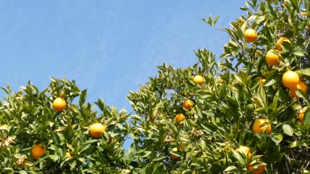 पेड़ पर खट्टे नारंगी फल, कैलिफोर्निया संयुक्त राज्य अमेरिका। स्प्रिंग गार्डन, अमेरिकी स्थानीय कृषि फार्म बागान, होमस्टेड बागवानी। रसदार ताजा पत्तियां, शाखा पर विदेशी उष्णकटिबंधीय फसल। स्प्रिंगटाइम आकाश — स्टॉक वीडियो