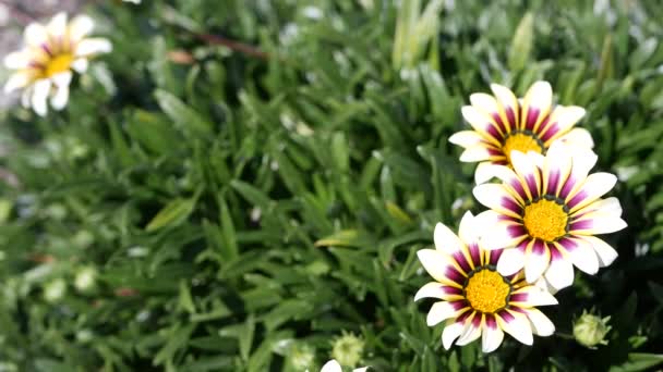 Biały i fioletowy kwiat gazanii, naturalne botaniczne zbliżenie tła. Kwitnie margerytka w ogrodzie, ogrodnictwo w Kalifornii, USA. Żywa flora i bujne liście. Żywe soczyste kolory roślin — Wideo stockowe