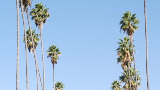 Palmen in Los Angeles, Californië, Verenigde Staten. Zomer esthetiek van Santa Monica en Venice Beach op de Stille Oceaan. Heldere blauwe lucht en iconische palmbomen. Sfeer van Beverly Hills in Hollywood. LA-vibes — Stockvideo