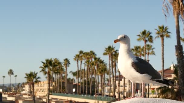 Gabbiano su ringhiere di legno del molo. Un uccello vicino all'Oceanside. California. Case sulla spiaggia. — Video Stock
