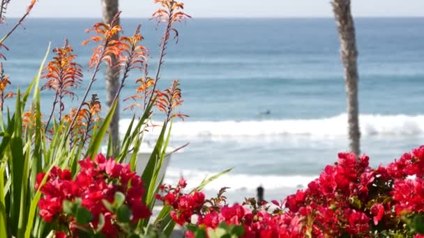 Pasifik Okyanusu sahili, palmiye ağacı ve iskele. Los Angeles yakınlarındaki tropik rıhtım beldesi.. — Stok video