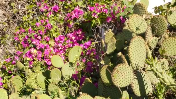 Kaktus saftiga anläggning, Kalifornien USA. Ökenflora, torra klimat naturlig blomma, botanisk närbild bakgrund. Grön prydnadsväxt ovanlig krukväxt. Trädgårdsskötsel i Amerika, växer med aloe och agave — Stockvideo