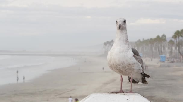 Bílý racek, Kalifornská Pacifická pláž. Krásný pták zblízka na molu v Oceanside. — Stock video