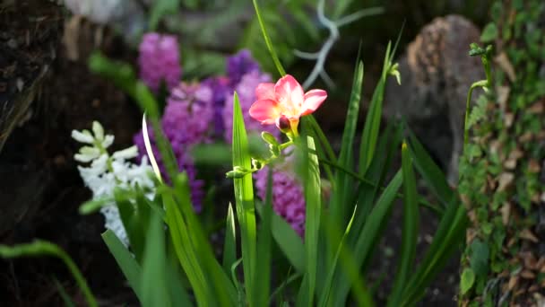 Petite fleur pourpre de jacinthe freesia dans la forêt, Californie États-Unis. Atmosphère printanière du matin, délicate petite plante rose violette verte. Fée printanière botanique pure fraîcheur. Écosystème du bois sauvage — Video