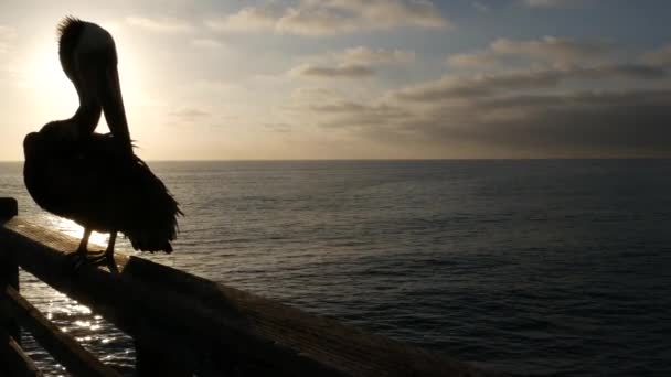 Wilde bruine pelikaan op pier, Californië oceaan strand USA. Pelecanus grote vogel. Grote snavel. Zonsondergang. — Stockvideo