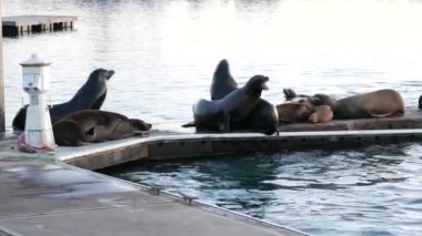 Kaliforniya 'daki rıhtımdaki Sea Lion Rookery' de. Kaliforniya okyanus kıyısı yaban hayatı. Deniz kıyısında vahşi fok..