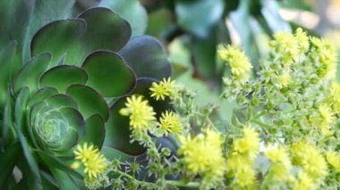 Aeonium arboreum houseleek ağacı sarı çiçek, Kaliforniya, ABD. İrlanda gülü koyu sulu şişkinlik. Evde bahçıvanlık, Amerikan dekoratif ev bitkisi, doğal botanik çöl atmosferi.