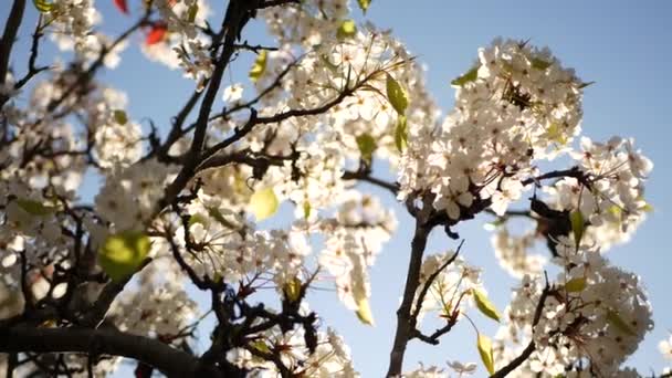 Jarní bílý květ třešně, Kalifornie, USA. Jemné jemné sakura květy hrušky, jablka nebo meruňky. Jarní svěží romantická atmosféra, čistý botanický květ, měkké ostření bokeh. — Stock video