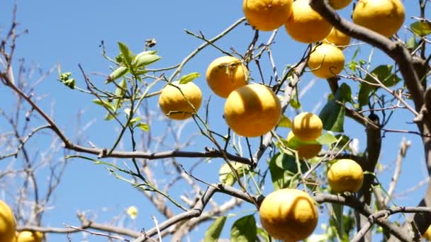 Цитрусовые апельсины, голые листовые деревья, Калифорния, США. Весенний сад, американская местная сельскохозяйственная ферма, усадьба садоводства. Сочный свежий экзотический тропический урожай на ветке. Голубое небо — стоковое видео