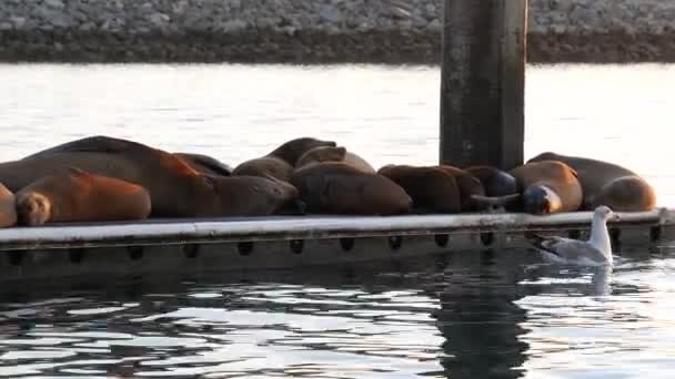 Sea lion rookery on pier, Californie États-Unis. California ocean coast wildlife. Phoque sauvage par l'eau de mer. — Video